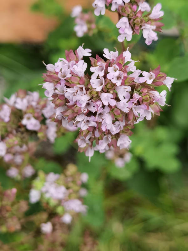 Origanum vulgare en fleurs dans une pelouse sèche des montagnes